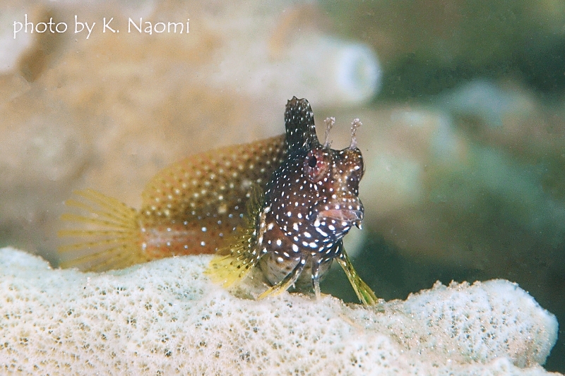 スノーフレークブレニー