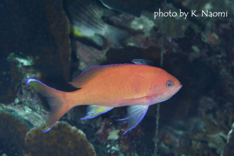 シェンズバスレットかスミレナガハナダイのおなべ