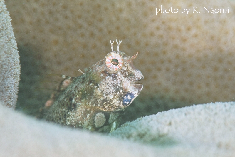 ブレストスポットブレニー