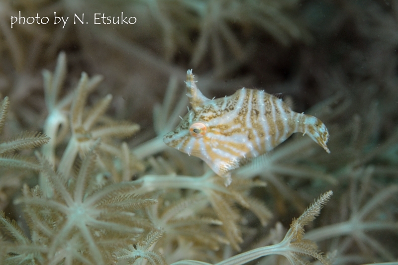 スダレカワハギ