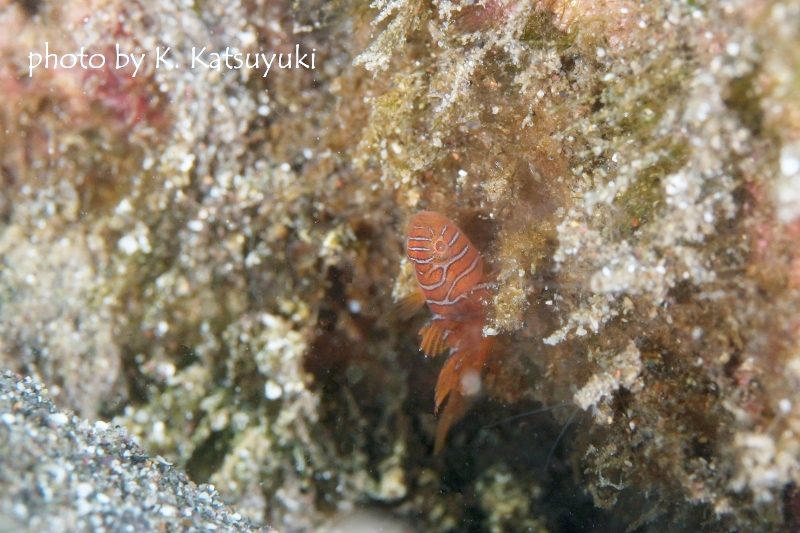 スレットフィンリーフゴビー幼魚