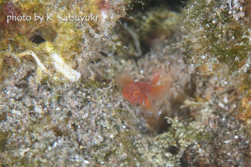 スレットフィンリーフゴビー幼魚