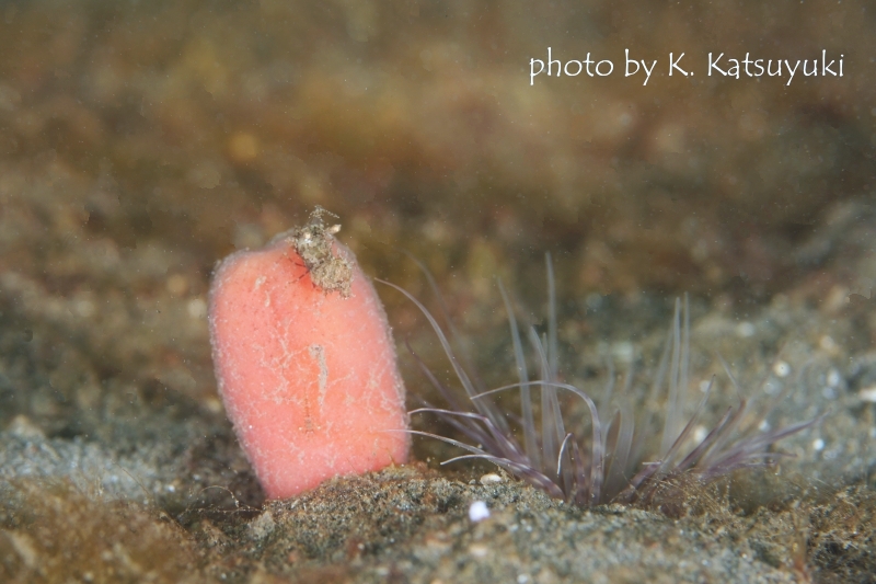 サガミツノメエビ