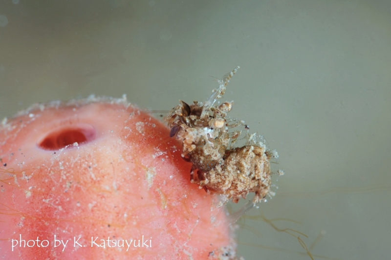 サガミツノメエビ