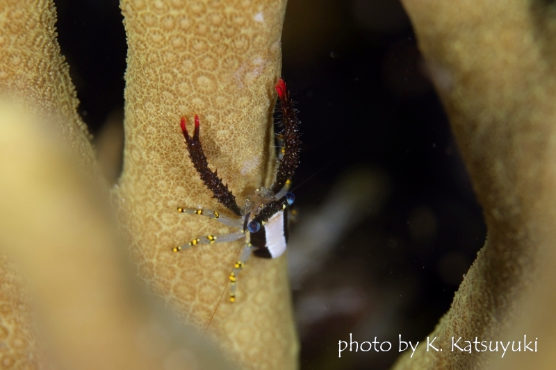 ケバケバちゃん(コシオリエビの仲間)