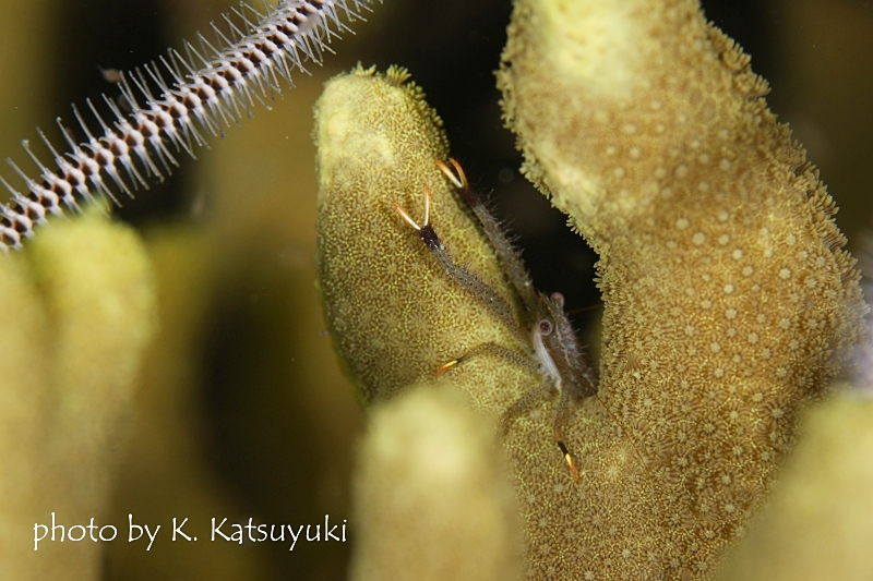 コシオリエビの仲間