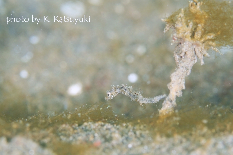 オオウミウマのYg