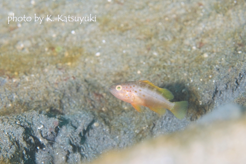 オオモンハタのYg