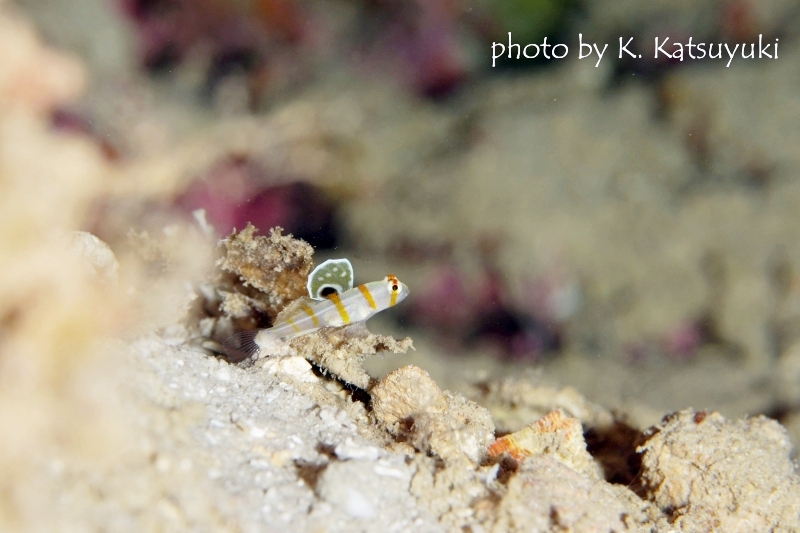 ニチリンダテハゼのYg