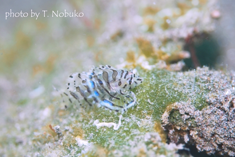 シマヒメヤマノカミYg