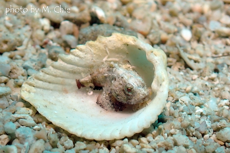 ニライカサゴのYg