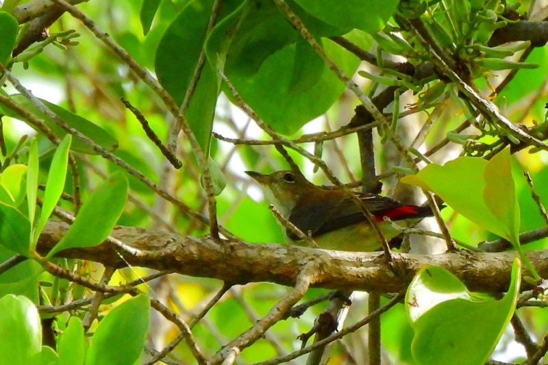 ショウジョウハナドリの♀