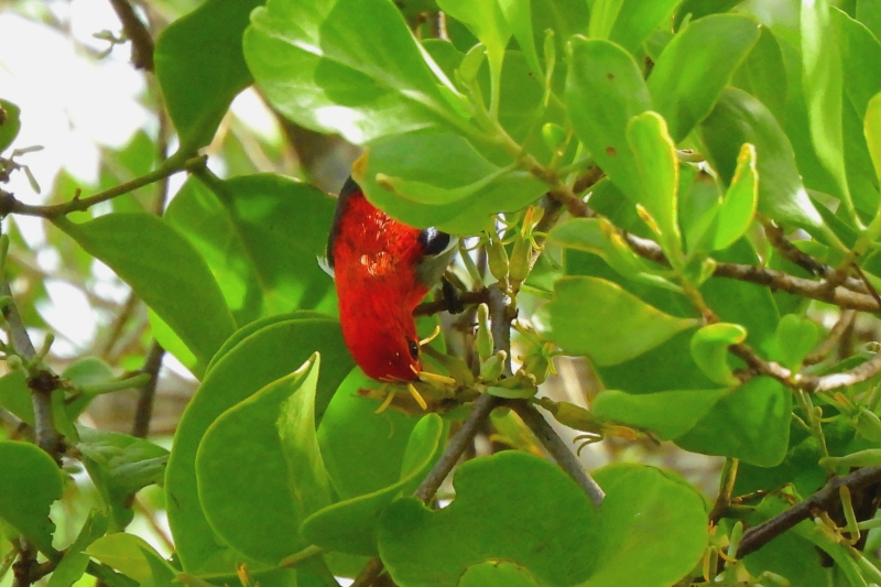 ショウジョウハナドリが蜜？を食べているところ