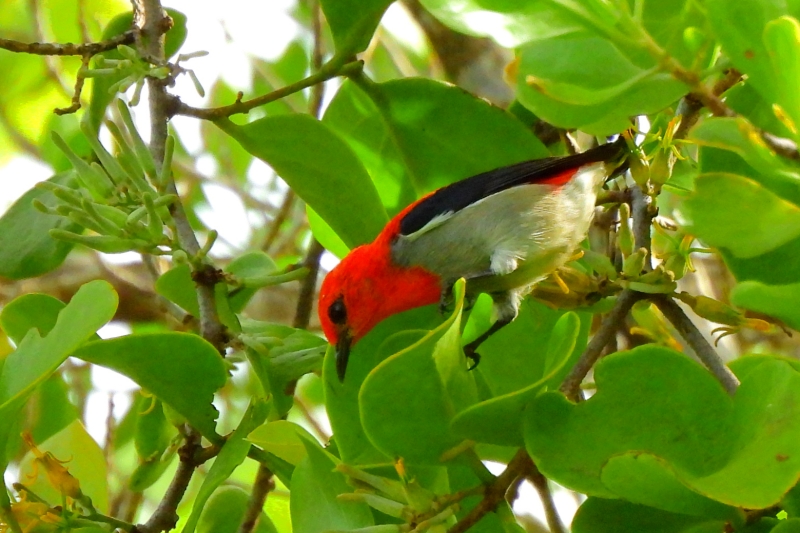 ショウジョウハナドリ