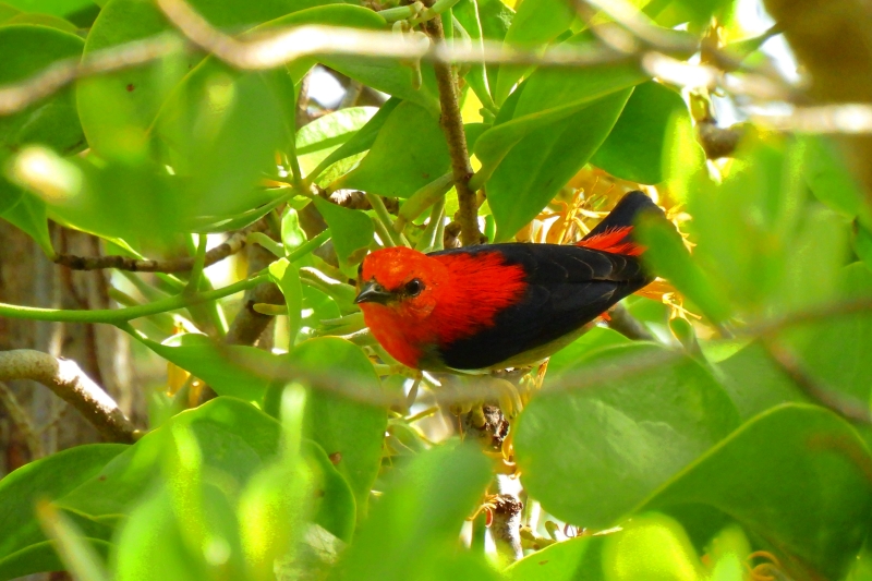 ショウジョウハナドリの背中側