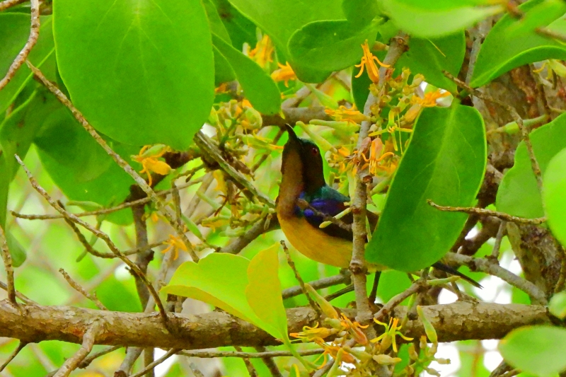 チャノドコバシタイヨウチョウ？