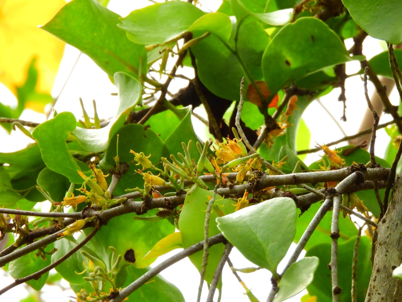 ショウジョウハナドリが蜜を吸いに来ていた花