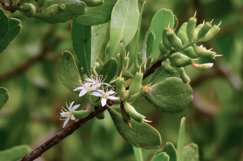 普通のマングローブの花
