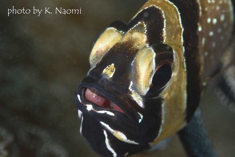 比較的生まれたばかりのピンクの卵を口内保育するバンガイカーディナルフィッシュ