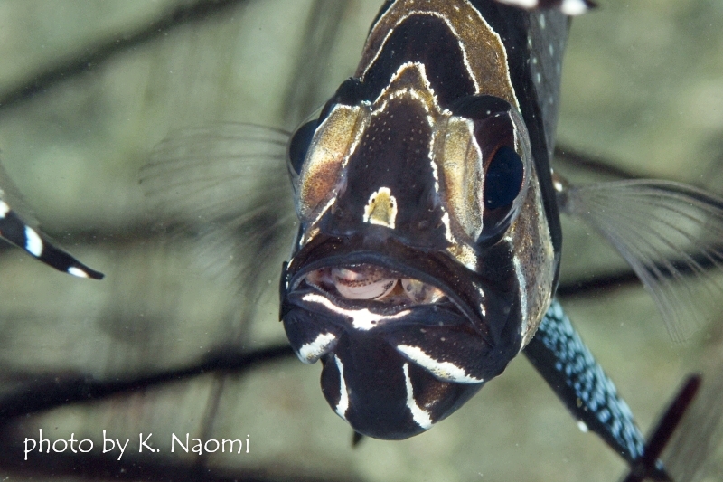 少し育った卵を口内保育するバンガイカーディナルフィッシュ