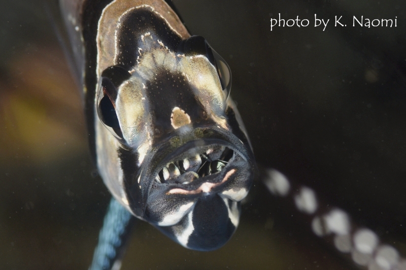 幼魚を口内保育するバンガイカーディナルフィッシュ