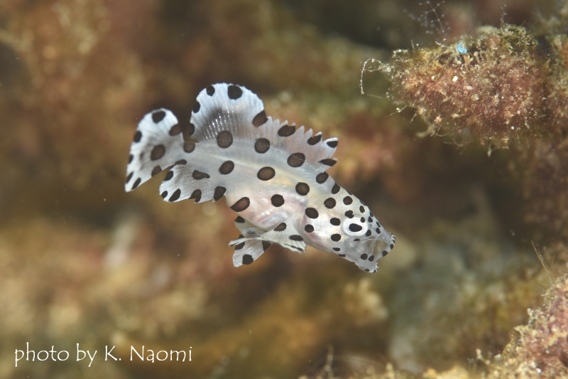サラサハタの幼魚