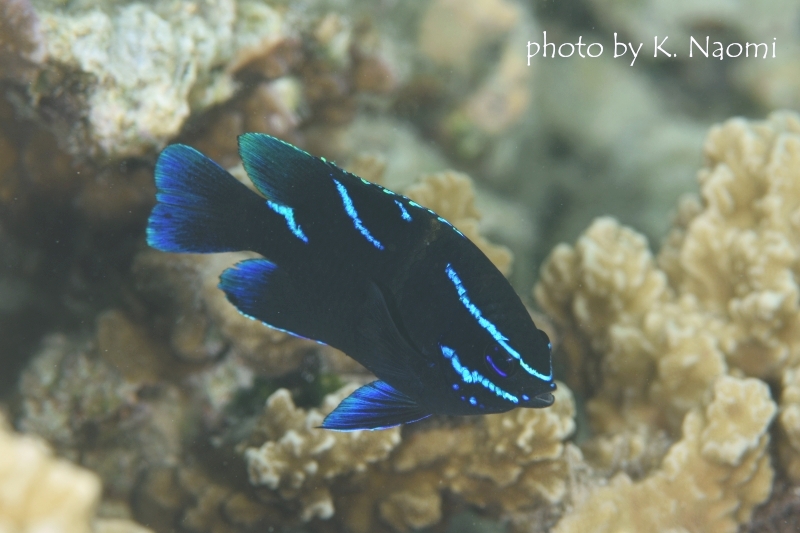 ジャワダムゼルのギリギリYg