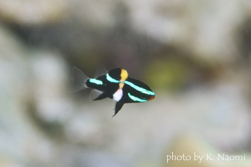 ジャワダムゼルBaby