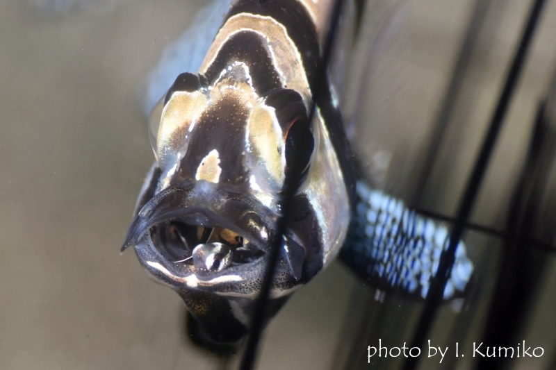 幼魚が口の中に残っているバンガイカーディナルフィッシュ