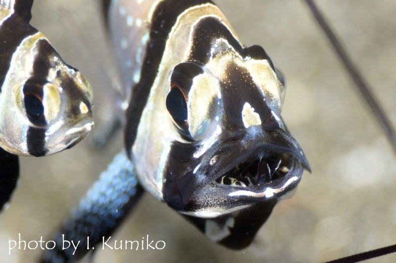 幼魚が口から出たくなさそう
