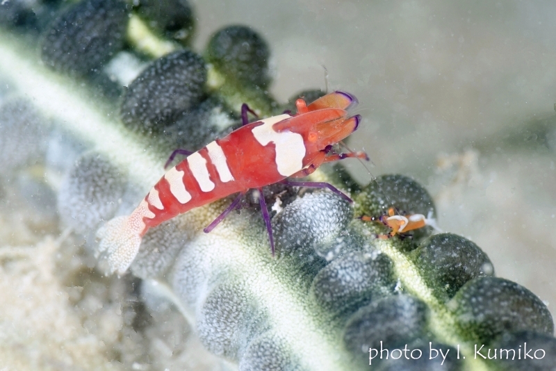ウミウシカクレエビ