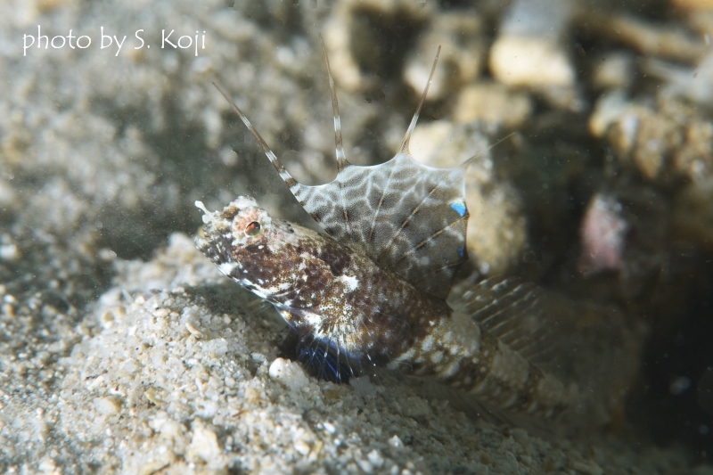 レイドシュリンプゴビー♂