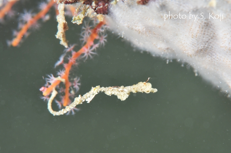 ハリイシヨウジ