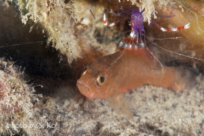 ハタとバイオレットボクサーシュリンプ