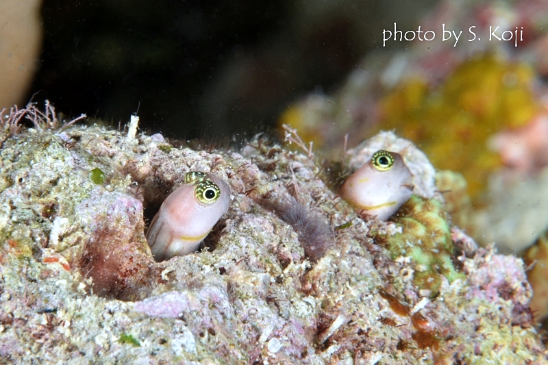 スリーラインブレニー