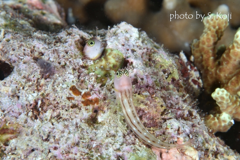 仲良しスリーラインブレニー