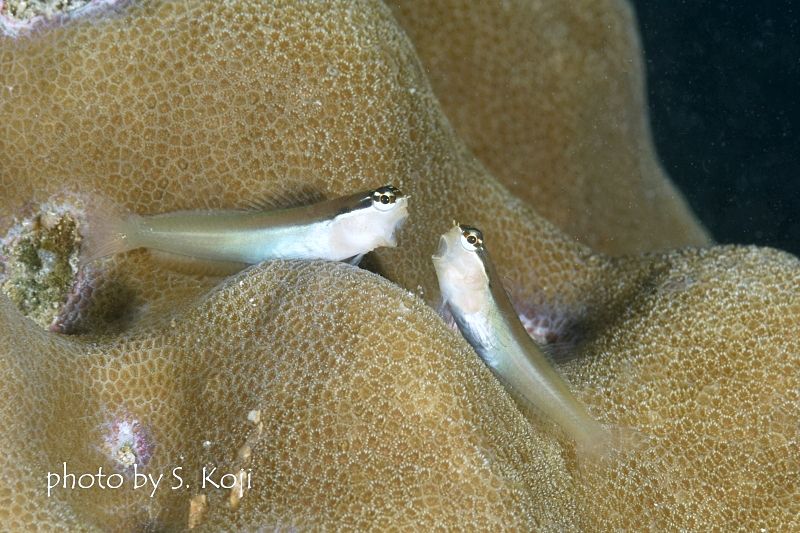 バンダブレニー