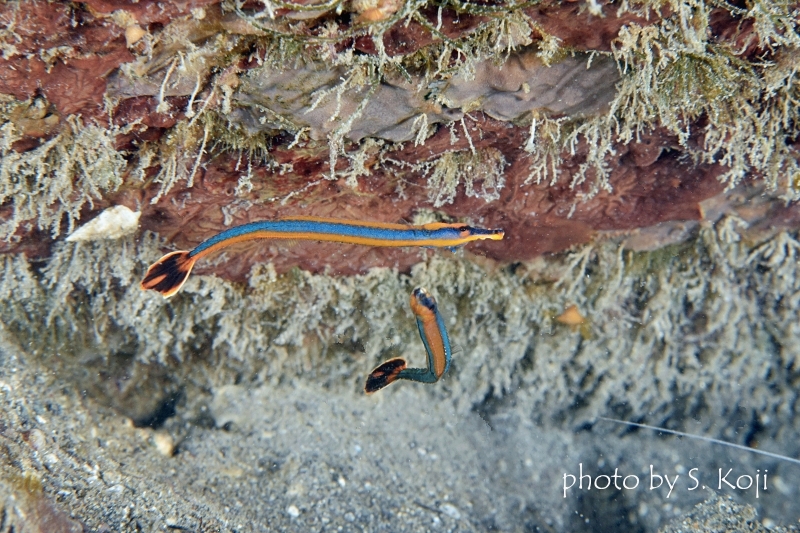 ノコギリヨウジ