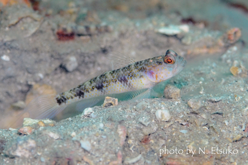 ヤノスソビキハゼ