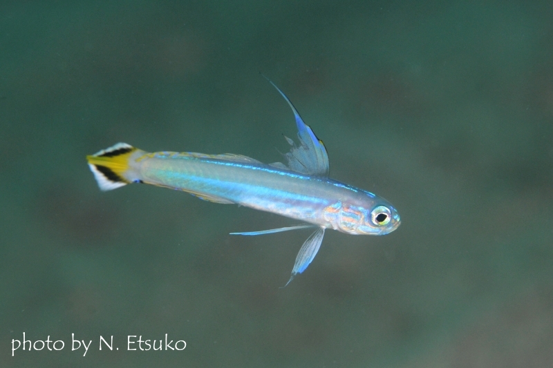 スミレハナハゼ