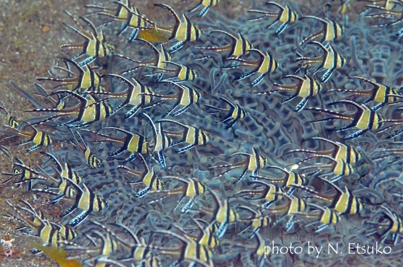 旅立ったバンガイカーディナルフィッシュの幼魚