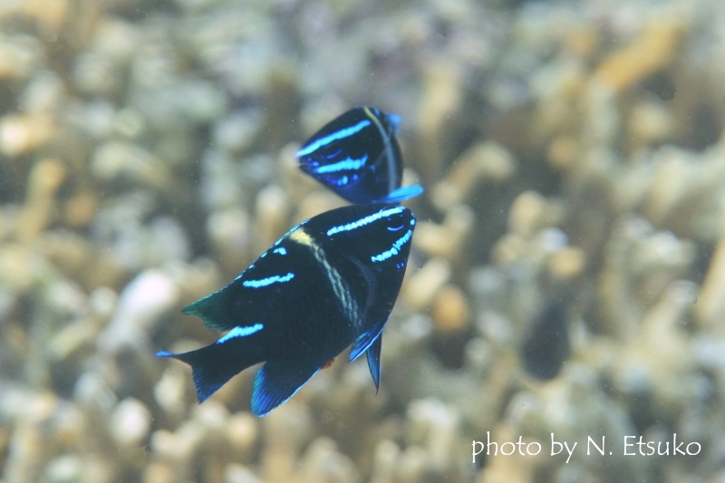 ジャワダムゼルYg喧嘩中