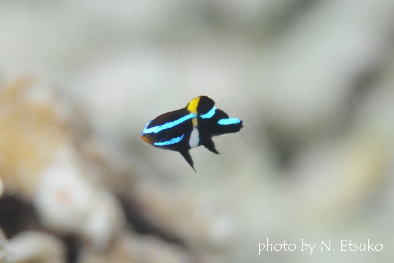 ジャワダムゼルBaby