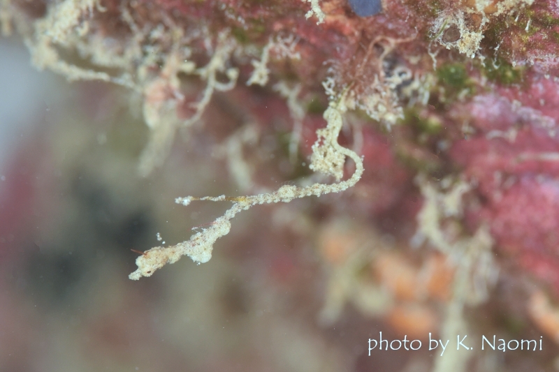 ハリイシヨウジ