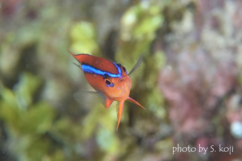 オレンジダムゼル幼魚