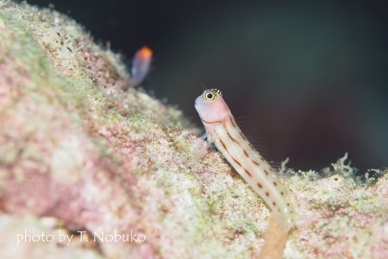 スリーラインブレニー