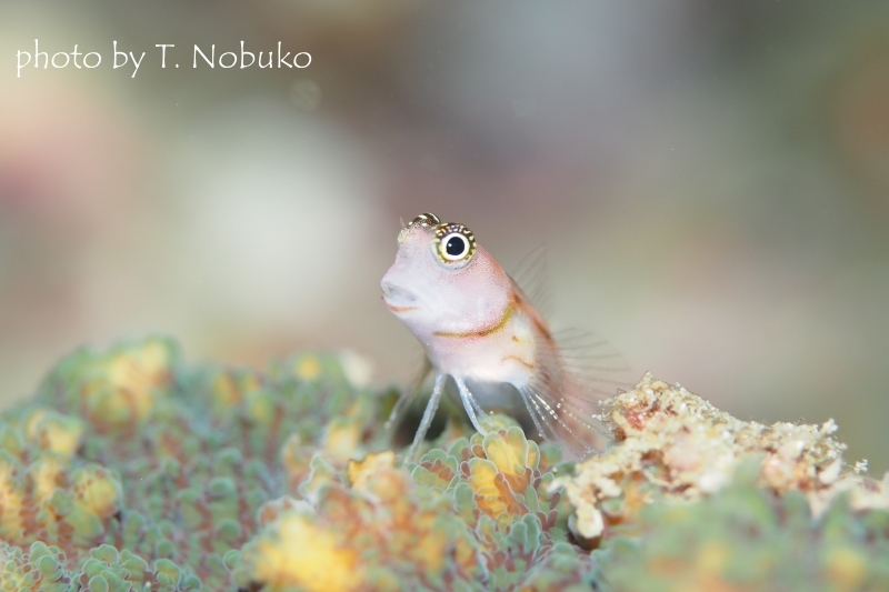 スリーラインブレニー