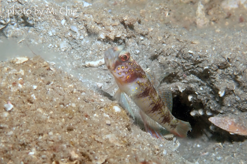 ヤノスソビキハゼ