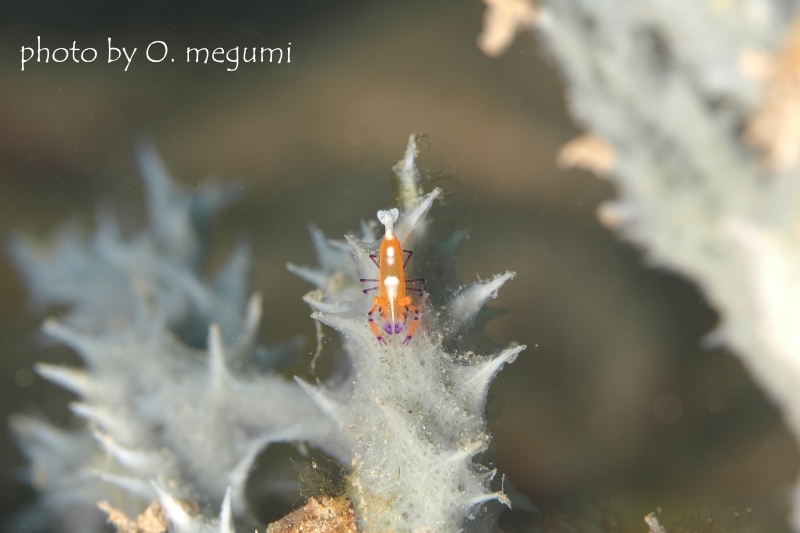 スポンジにつくウミウシカクレエビ