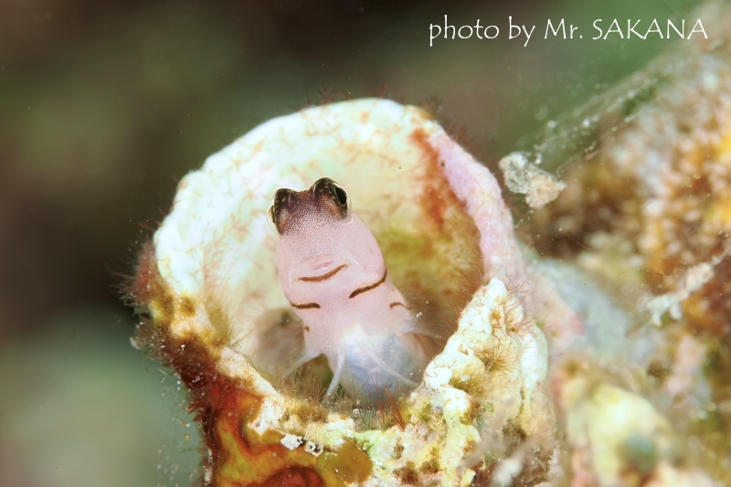 スリーラインブレニー